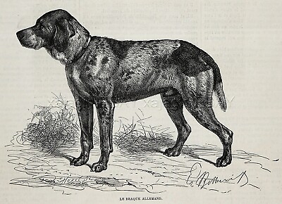 #ad Dog German Shorthaired Pointer Deutsch Kurzhaar 1870s Antique Engraving Print $69.95