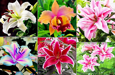 #ad 25pc LILY SEEDS Garden Plant Flower rare bloom exotic USA seller FREE shipping $7.75