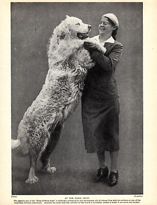 #ad 1930s Vintage GREAT PYRENEES Dog Print King of Sheep dogs amp; Mistress 5103b $15.25