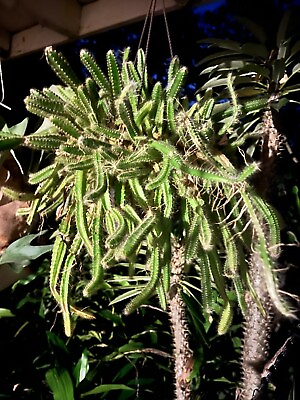 #ad Three 4” Fresh Cuttings Medusas Dog Tail Cactus Aporocactus Flagelliformis $8.00