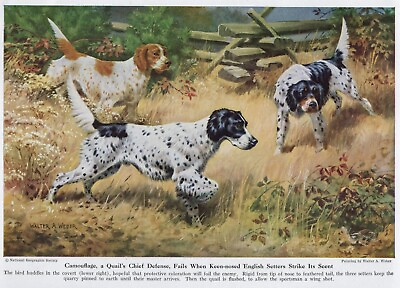 #ad English Setter CUSTOM MATTED 1947 Vintage Color Dog Art Print $15.00