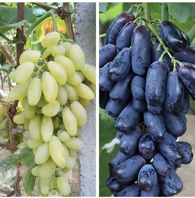 #ad 20 Mixed Finger Grape Seeds Grow Your Own Fruit Non GMO TX USA Easy Homegrown $3.99