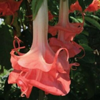 #ad 10 Double Pink Angel Trumpet Seeds Brugmansia Datura Flower Seed 293 US $4.39
