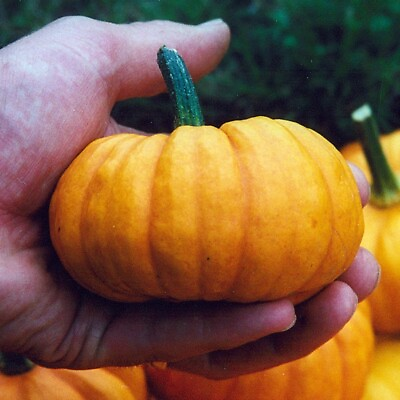#ad 15 Jack Be Little Pumpkin Seeds Heirloom Organic NON GMO FRESH $2.88