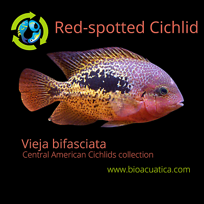 #ad GREAT RED SPOTTED CICHLID 2 INCHES UNSEXED Vieja bifasciata $19.00