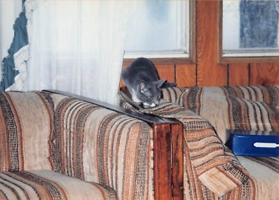#ad 1980s Original Color Photo 3.5x5 Pet Cat Couch Living Room D46 #40 $3.50