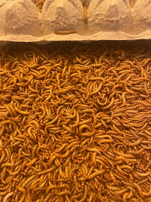 #ad #ad Mealworms Live Medium amp; Large Nutritious Live Meal Worms 25 5000ct $7.49