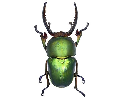 #ad Lamprima adolphinae green ONE REAL STAG BEETLE BEETLE MOUNTED PACKAGED $14.00