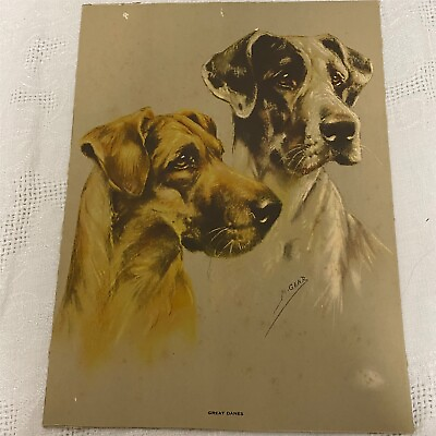 #ad #ad Great Dane Print 2 Dogs Signed Mabel Gear Vtg Mid Century England 12x10.25 Inch $15.00