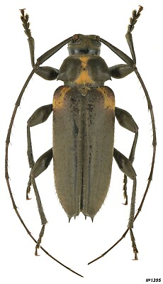 #ad Coleoptera Cerambycidae sp. Paraguay 10mm $11.20