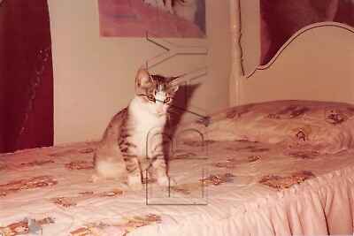 #ad Original Photo 3.5x5 Pet Cat On Bedroom Bed H121 #11 $4.00