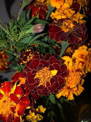 #ad RED and ORANGE FRENCH MARIGOLD MIX 200 FRESH SEEDS ORGANIC NON GMO FREE SHIPPING $1.99