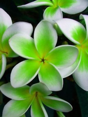 #ad 5 Green White Plumeria Seeds Plants Flower Lei Hawaiian Perennial Flowers 207 $4.63
