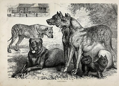 #ad Dog Great Dane Beautiful Dogs Large 1880s Antique Print amp; Article $129.95
