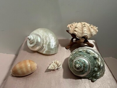 #ad 5 seashells in excellent condition HTF medium size. Collector quality $105.50