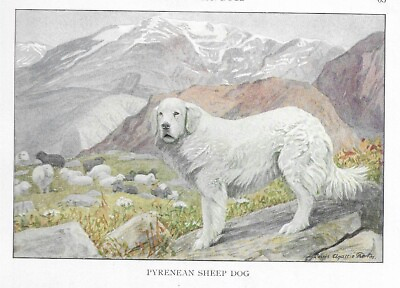 #ad Great Pyrenees Sheepdog CUSTOM MATTED 1927 Color Dog Art Print $15.00