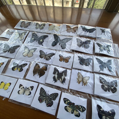 #ad 20PCS Natural Butterfly Specimen Artwork Home Decoration Teaching Collection $39.99