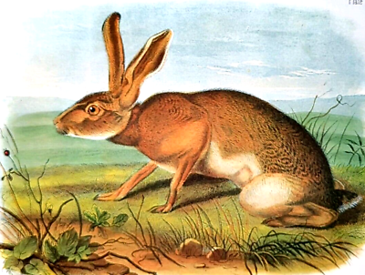 #ad John Audubon Wildlife TEXAN HARE Rabbit Vintage Book Plate Print 201 $11.99