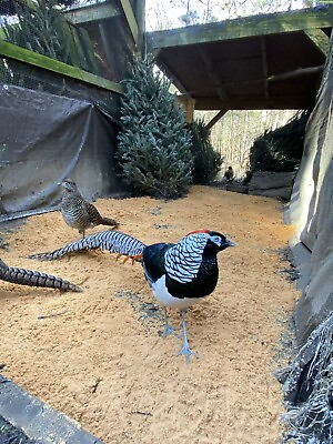 #ad 3 lady amherst pheasant hatching eggs $50.00