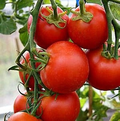 #ad 42 Day Fastest Tomato in the World to Ripen 40 Seeds Buy any 3 20% off $2.99