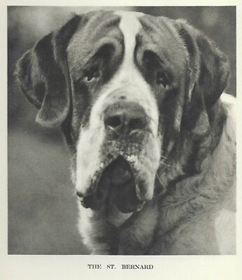 #ad * Saint Bernard quot;Hquot; CUSTOM MATTED 1931 Vintage Dog Art Print $15.00