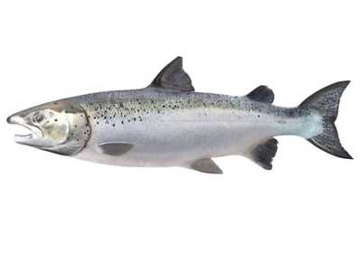 #ad Fresh Alaska Salmon 11 lB Piece $120.00