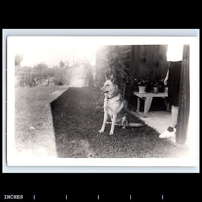 #ad Vintage Photo DOG IN YARD $7.00