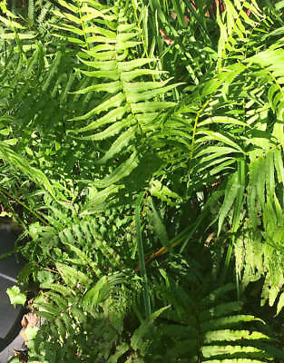 #ad Leatherwood Fern 3 root divisions $17.27