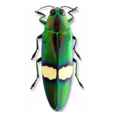 #ad Chrysochroa saundersi green buprestid beetle Thailand unmounted packaged $6.00