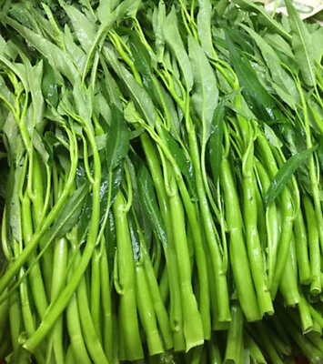 #ad 50 Thai Water Spinach seeds Ong Choy Kangkong Kong Xin Cai Garden Vegetable USA $2.98