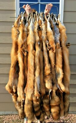#ad Beautiful Tanned Red Fox pelts furs Vulpes vulpes semiheavy rdfxsemi $39.95
