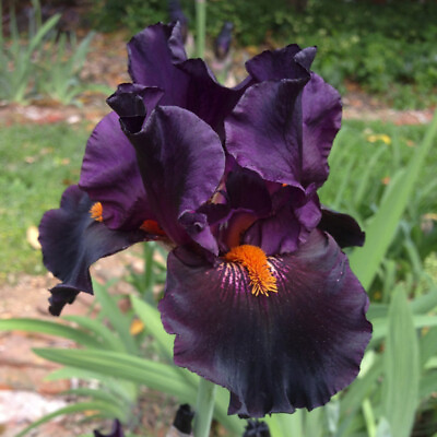 #ad Tall Bearded TB Iris DRACULA#x27;S KISS Dark red black Perennial Plant Rhzome $14.99