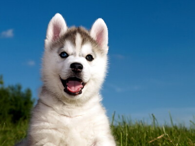 #ad V2037 Cute Husky Puppy Happy Dog Animal Beautiful Nature WALL POSTER PRINT CA C $38.95