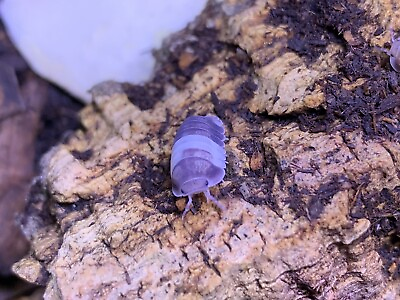 #ad Isopods Bundle Panda King 25 Count And Lilac Springtails 40 Free Ship* $54.99
