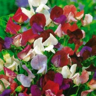 #ad sweet pea OLD SPICE MIX Lathyrus odoratus 39 Seeds GroCo USA BUY 10=SHIPS FREE $0.99