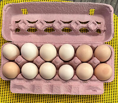 #ad 12 American Bresse Npip Hatching Eggs amp; Chicks Fresh Egg NJ BRESSE FARMS LLC $31.50