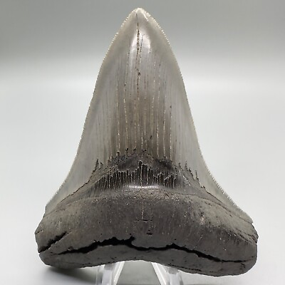 #ad Gorgeous Collector Quality Sharply Serrated 4.63quot; Fossil MEGALODON Tooth USA $399.00