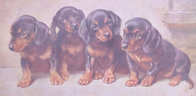 Adorable Dachshund Dog Puppies Reichert Antique Vintage Postcard TSN 1755 $14.99