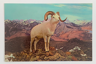 #ad Dall Sheep Ram Denver Museum of Natural History City park Colorado Postcard $7.99
