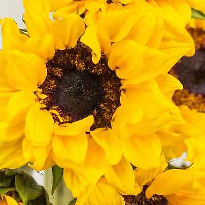 #ad 25 Frilly Sunflower Yellow non gmo flower garden plant seeds Ornamental Rare $2.77
